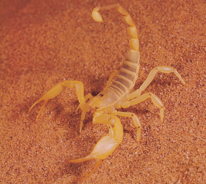cn报道)据ettoday:以色列金蝎(deathstalker scorpion)是地表最危险的