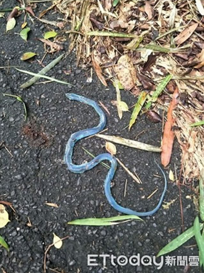 台湾南投民众登山惊见蓝色纳美蛇农委会体内色素褪去的青蛇