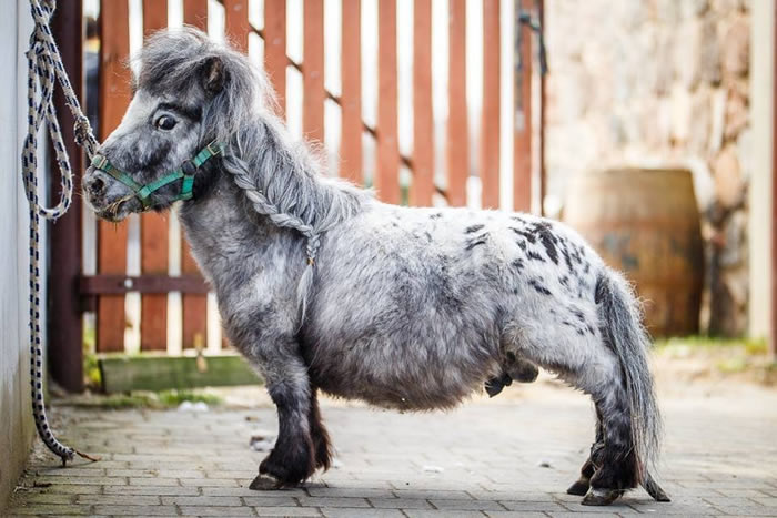 波兰一匹名叫"邦贝尔"(bombel)的马被认定为世界上最小的马