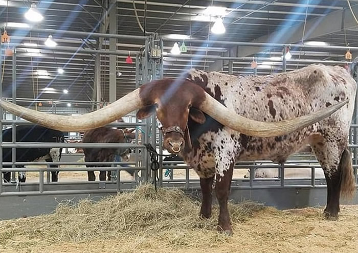 美国雄性德州长角牛破"史上最长牛角"吉尼斯世界纪录 两端牛角宽度