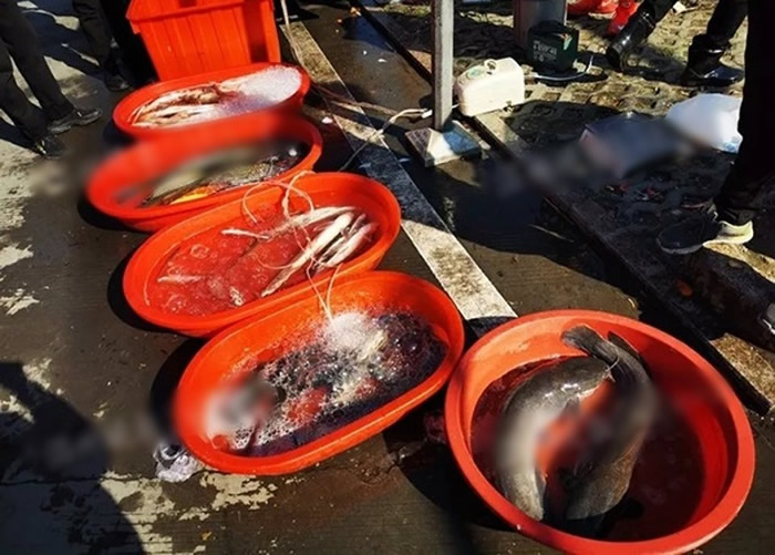 浙江温州再现柴油鱼黑心商贩死鱼当活鱼卖