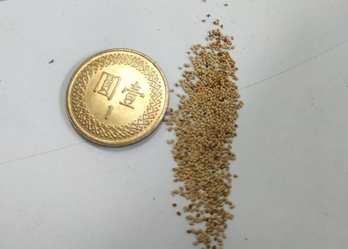 在爆废公社公开版贴照片称家中出现大量白芝麻般物体网民白蚁排泄物