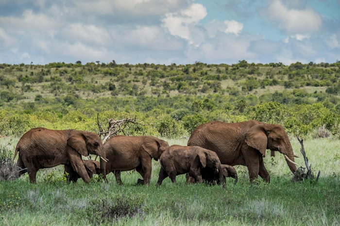 非洲的野生动物观光因covid19新冠肺炎疫情停罢但盗猎的威胁却仍挥之