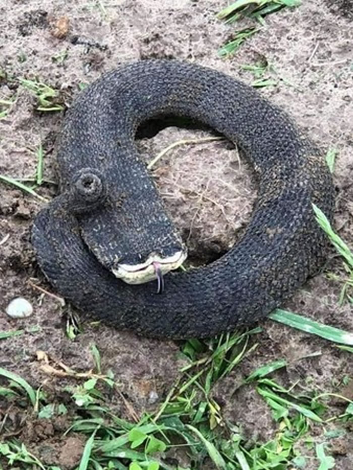 路边遇到头部断一截的超扁怪蛇是什么生物网友猪鼻蛇