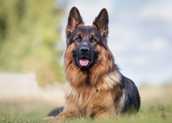 经济和示威蔓延时局动荡 美国市民买枪防身而在英国护卫犬成热门选择