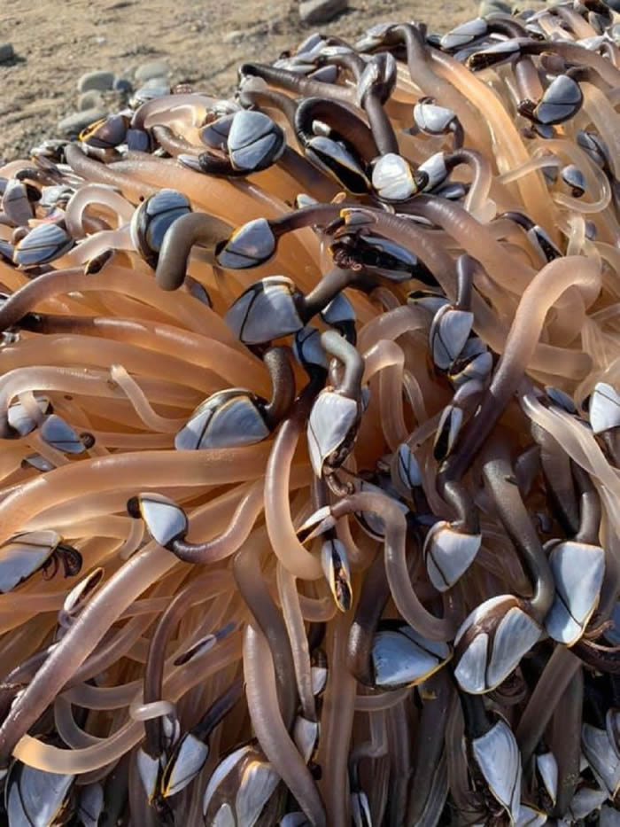 稀有藤壶!英国北威尔士郡居民在沙滩上发现奇怪"圆木"