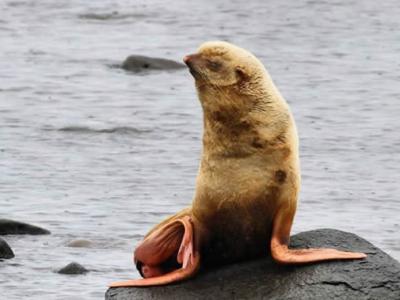 俄罗斯生物学家在鄂霍次克海发现罕见棕黄色毛皮的海狗幼崽