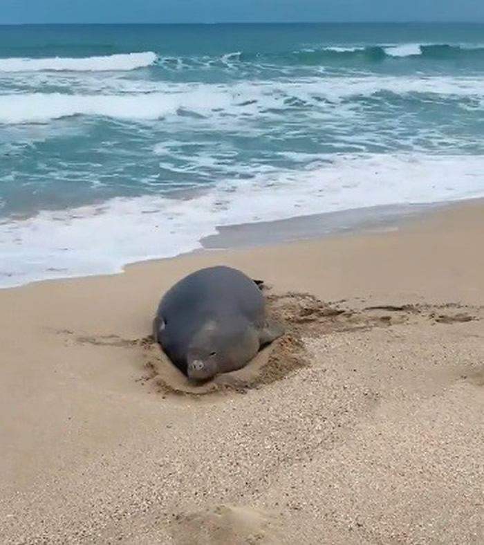 美国情侣到夏威夷度蜜月伸手触摸濒危夏威夷僧海豹合照