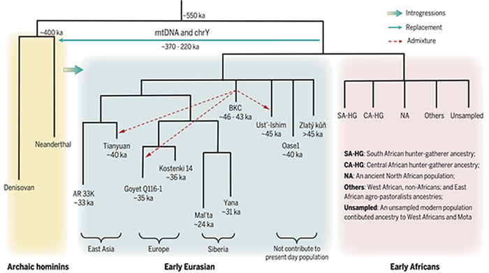 人类基因组计划第一份草图发布20周年篆刻在古dna中的人类演化史