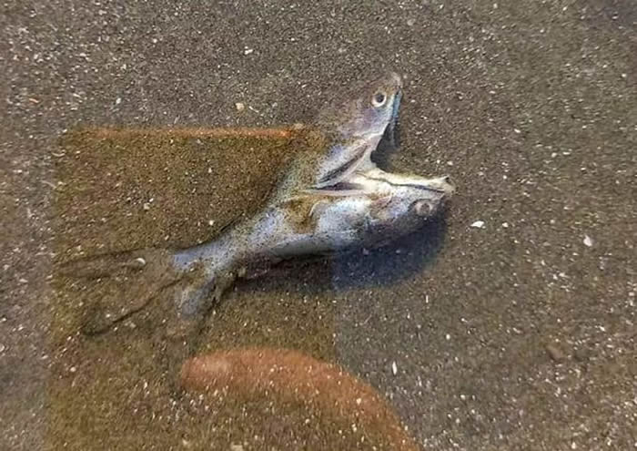 巴西圣保罗的伊塔拉雷海滩惊现极为罕见的爱心双头鱼